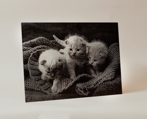 Grabado en acero inoxidable de foto 3 gatitos en su cesta de dormir