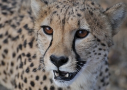 Primer plano de la cara de un guepardo