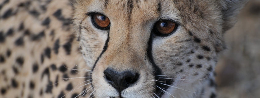 Primer plano de la cara de un guepardo